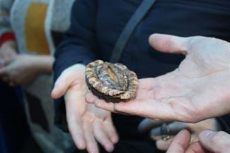 Abalone - Ireland